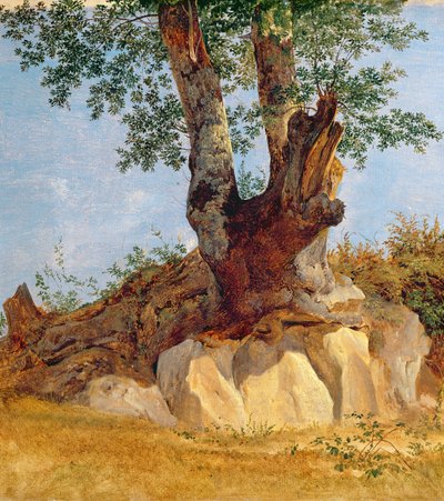 Ein Baum in der Campagna von Heinrich Reinhold